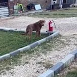 Winifred thumbnail 3