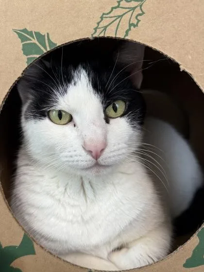 An adult medium-sized female Domestic Short Hair cat named Jets for adoption in West Chester, PA