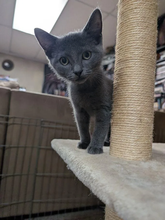 A baby medium-sized male Gray / Blue / Silver Domestic Short Hair cat named Norbert for adoption in Lake Orion, MI