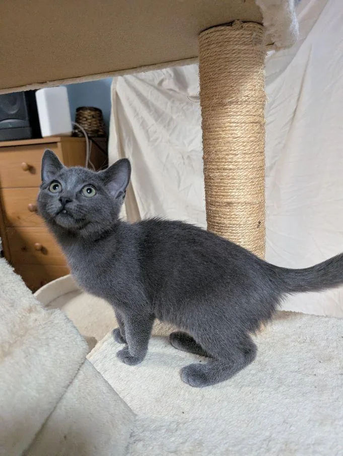 Norbert thumbnail 3