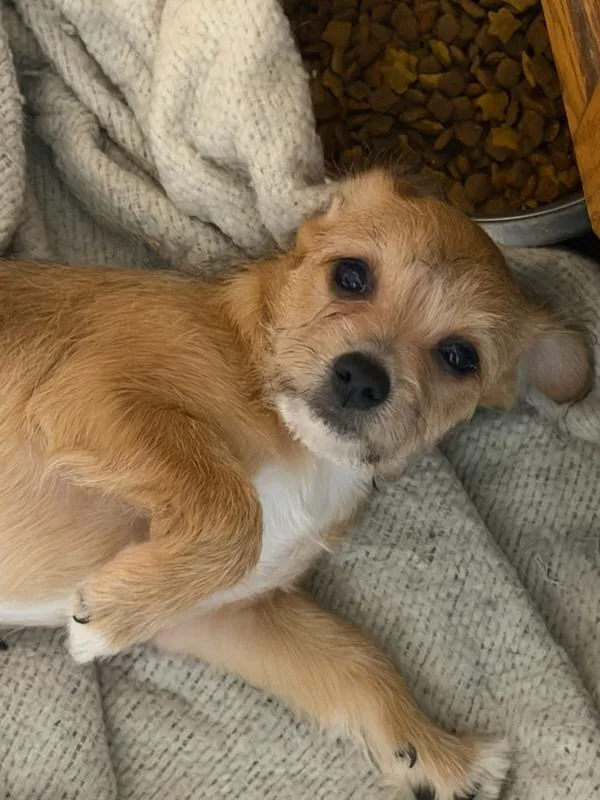 A baby small-sized female Chihuahua dog named Marcia for adoption in Hewitt, NJ