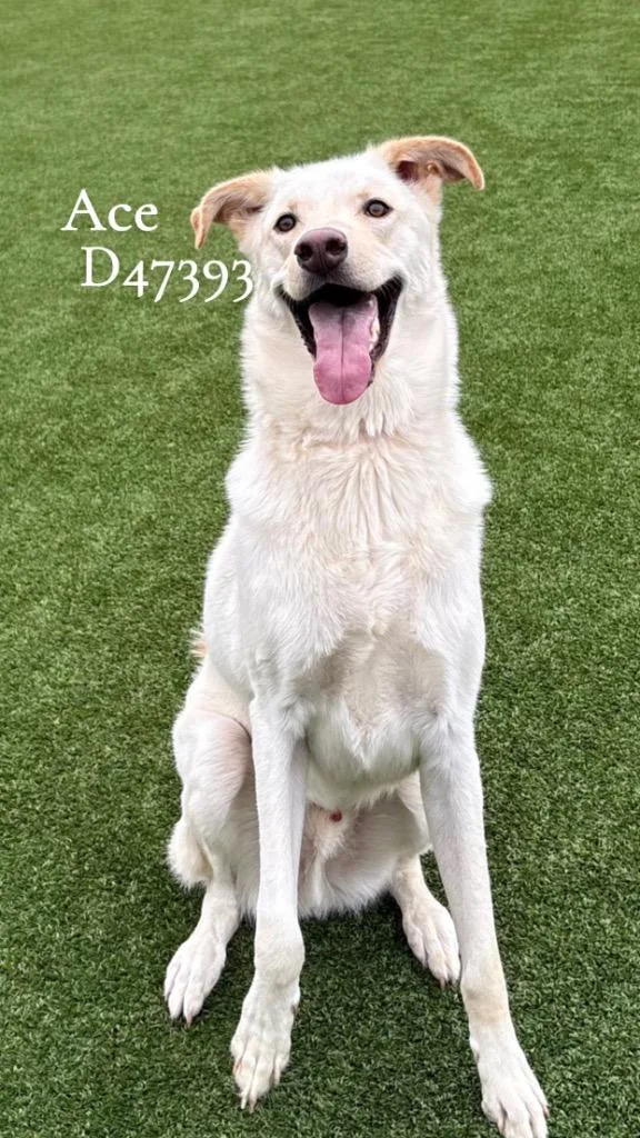 A young medium-sized male Labrador Retriever dog named Ace for adoption in Clarksville, TN