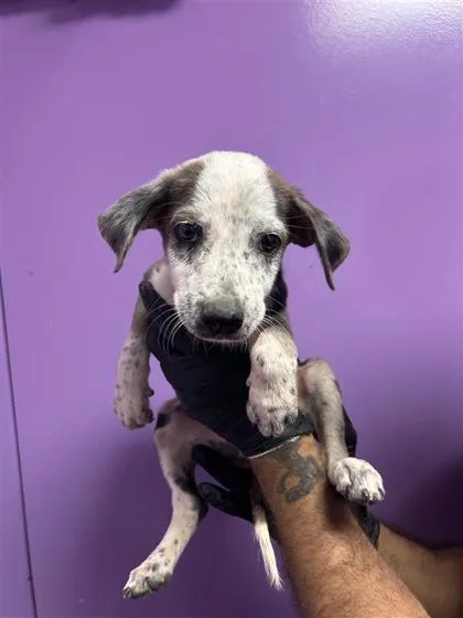 A baby small-sized female Brown / Chocolate Mixed Breed dog named 61383993 for adoption in El Paso, TX