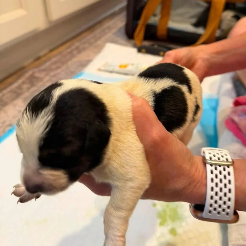 A baby medium-sized male Basset Hound dog named Pecan Waffle for adoption in Allen, TX