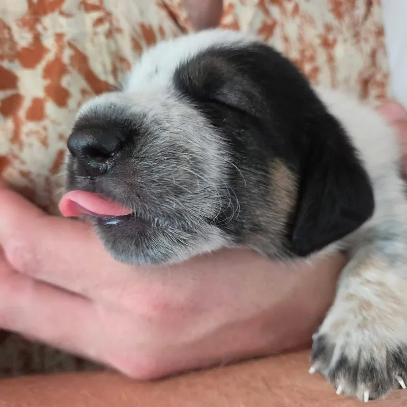 Pecan Waffle thumbnail 2