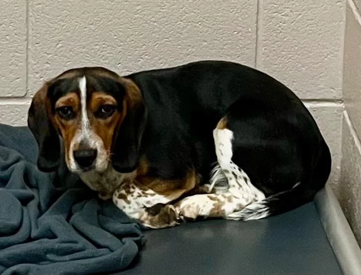 A young medium-sized male Beagle dog named Harmonica for adoption in Burnsville, NC