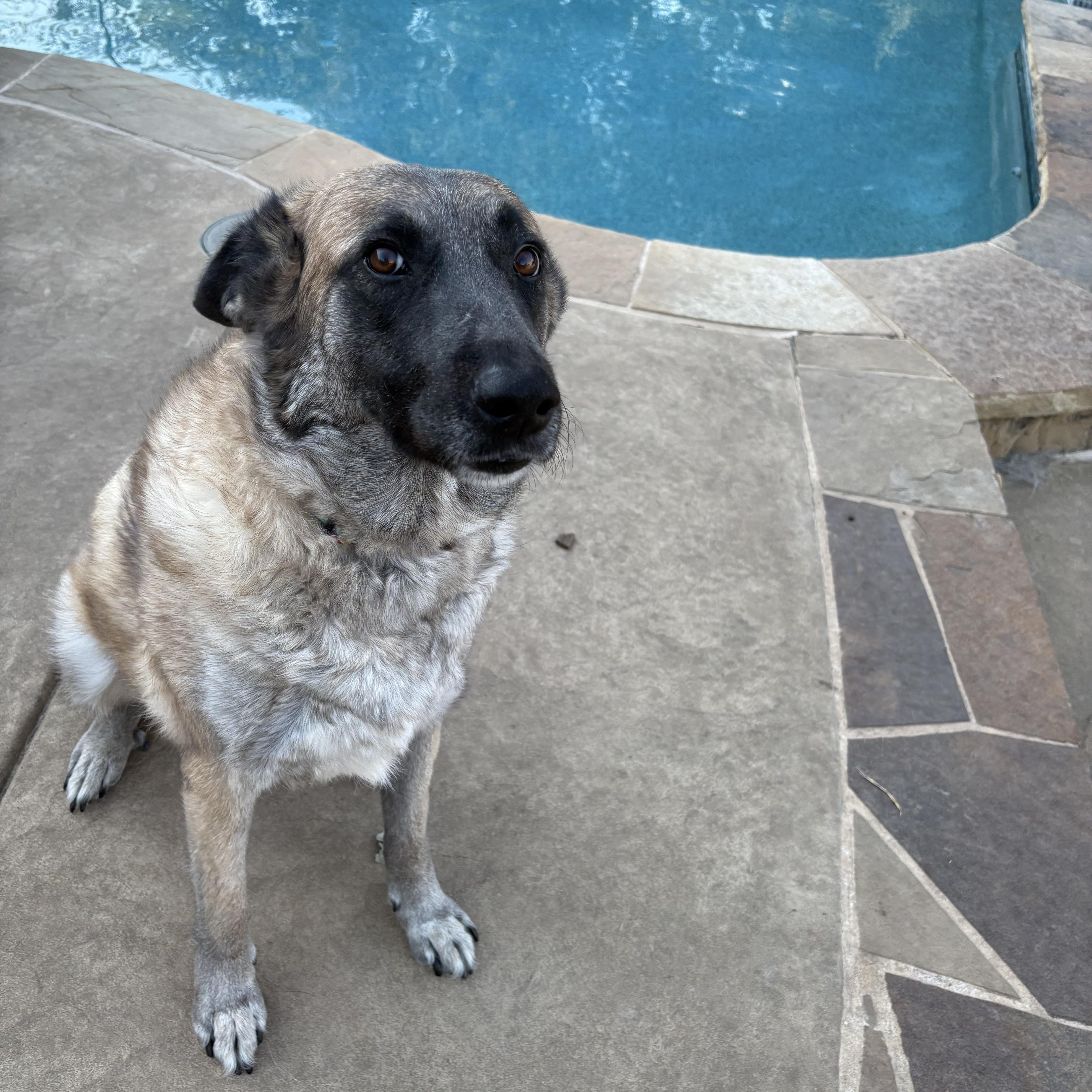 An adult large-sized female Shepherd dog named Apple Blossom for adoption in Lavon, TX