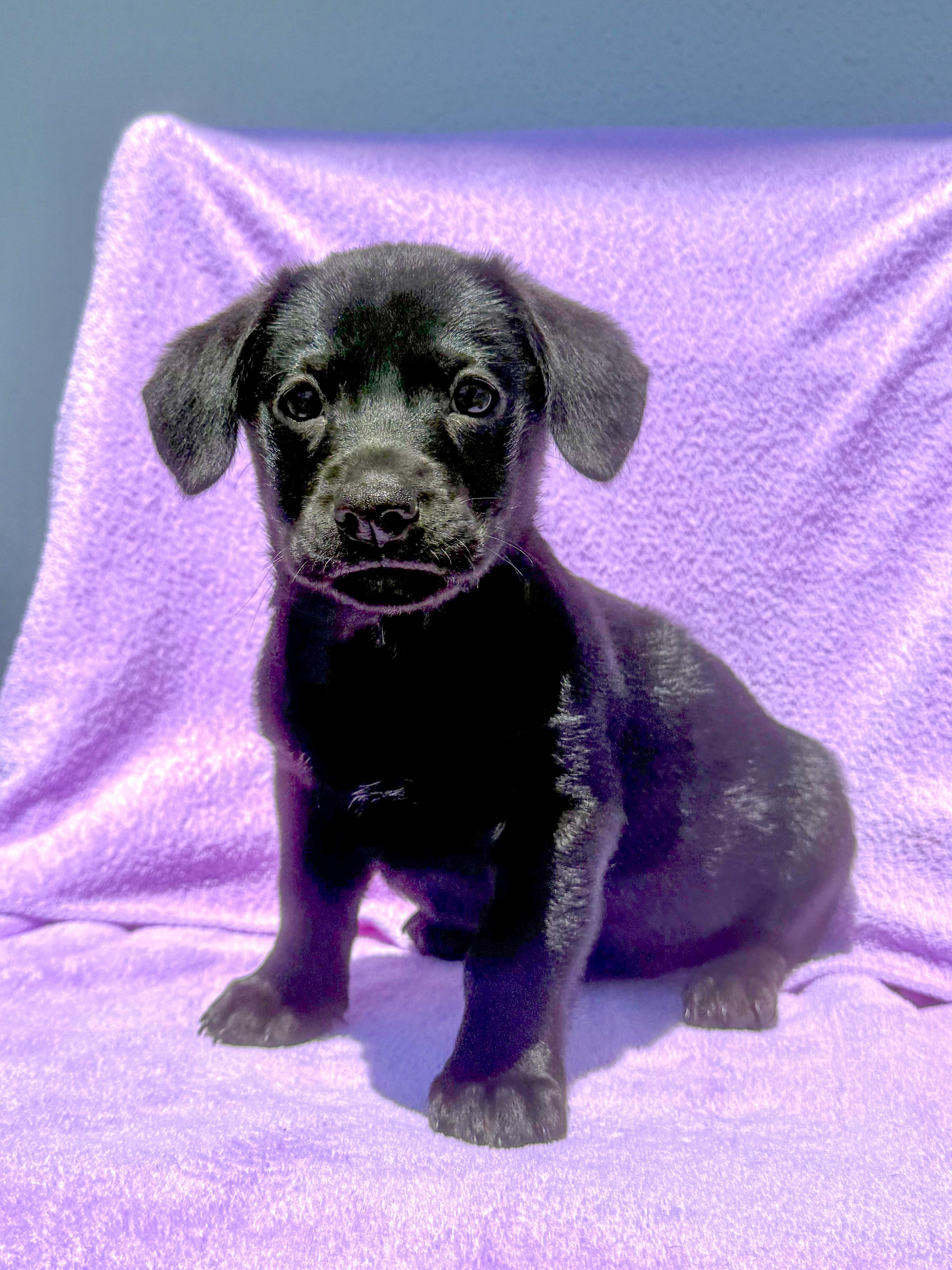 A baby small-sized female Black German Shepherd Dog dog named Luisa for adoption in West Hollywood, CA