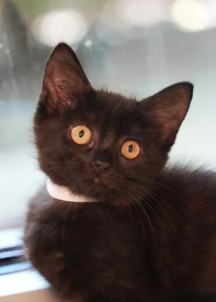 A young small-sized female Domestic Short Hair cat named Focaccia for adoption in Aiken, SC