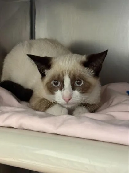 A baby small-sized female Siamese cat named Persimmon for adoption in Madison, NJ
