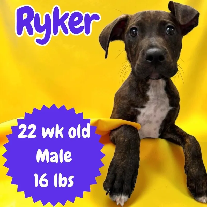 A baby medium-sized male Pit Bull Terrier dog named Ryker for adoption in Sorrento, LA