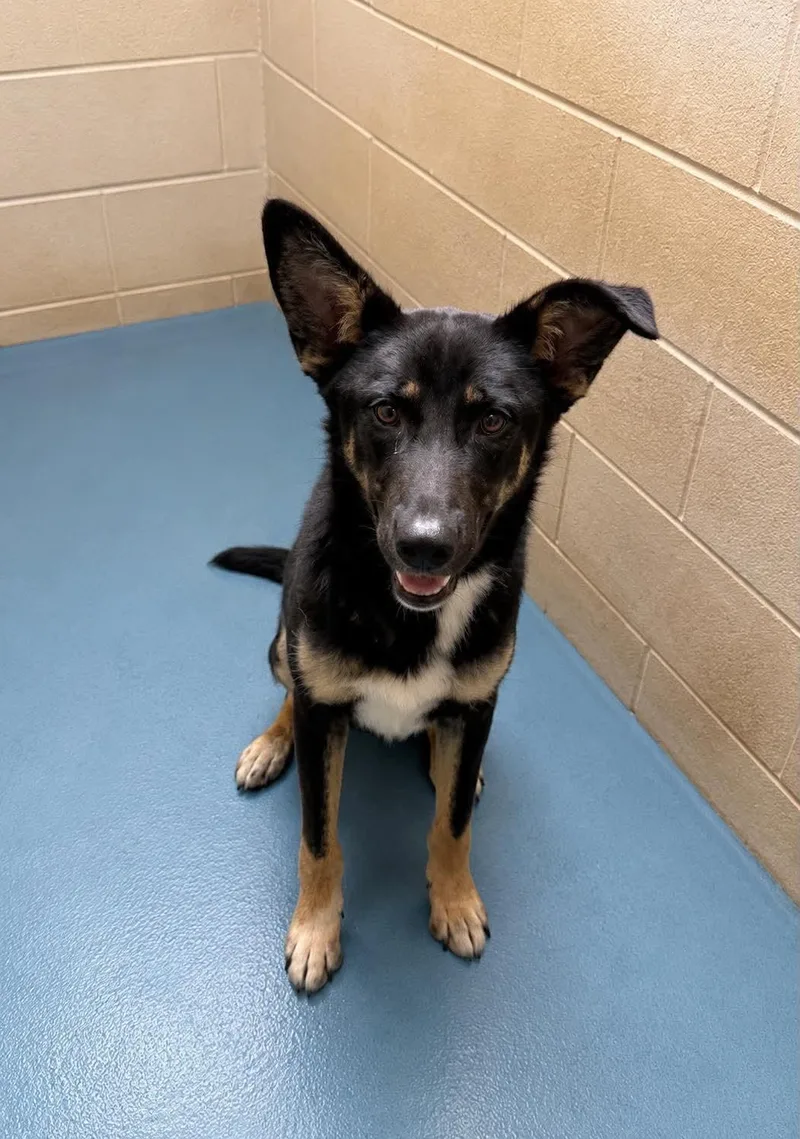 A young medium-sized female German Shepherd Dog dog named Nova for adoption in Royal Palm Beach, FL