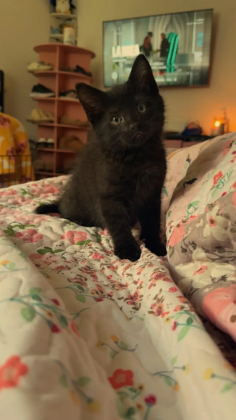 A baby medium-sized male Black Bengal cat named Bodie for adoption in Barbourville, KY