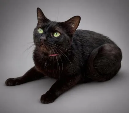 An adult medium-sized female Domestic Short Hair cat named Salem & Hoochie Minh for adoption in Bowling Green, KY