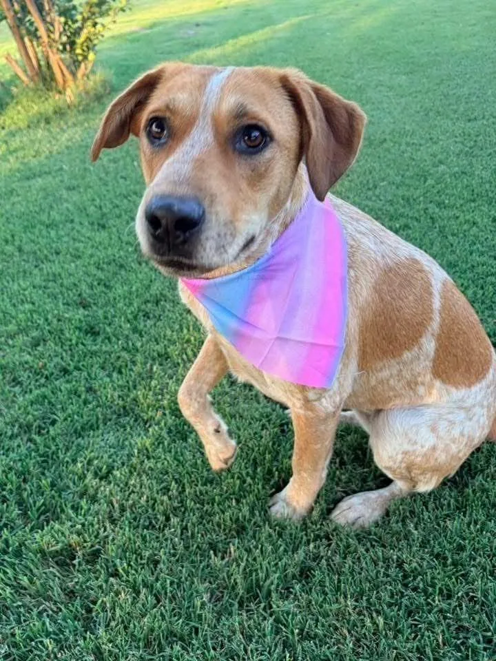 A young large-sized female Mixed Breed dog named Ginger for adoption in North Syracuse, NY