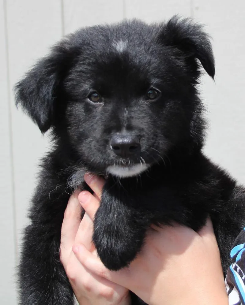 A baby medium-sized male Shepherd dog named Reginald for adoption in Vacaville, CA
