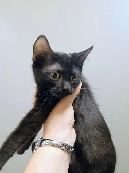 A young small-sized female Domestic Short Hair cat named Dorothy for adoption in Beatrice, NE