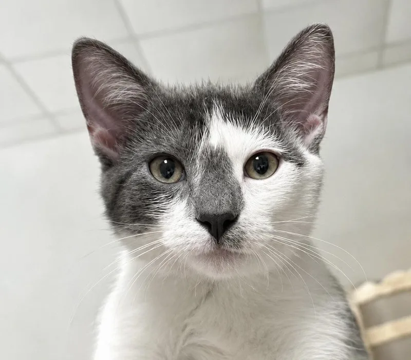 A baby small-sized female Gray & White Domestic Short Hair cat named Carly for adoption in Randolph, MA