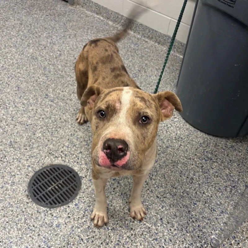 A young medium-sized male Brown / Chocolate Mixed Breed dog named Scar for adoption in Greenville, SC