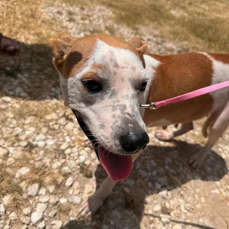 An adult medium-sized female White / Cream Blue Lacy dog named Lady for adoption in San Antonio, TX