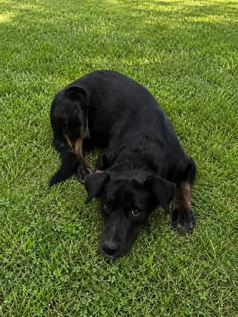 A young medium-sized female Labrador Retriever dog named Daisy for adoption in Lancaster, CA