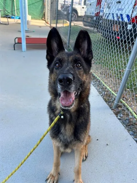 Maya