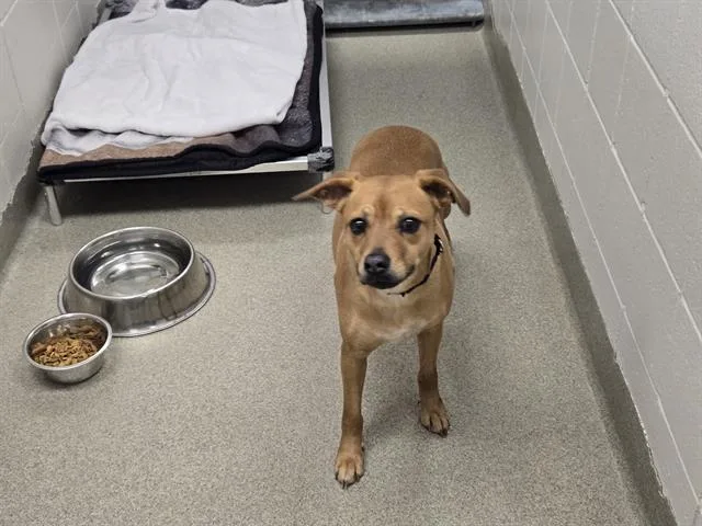 A young medium-sized female Labrador Retriever dog named Jill for adoption in Omaha, NE