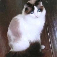 An adult small-sized female White Domestic Long Hair cat named Zoey for adoption in Point Richmond, CA