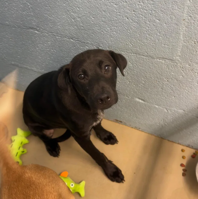 Blueberry thumbnail 2