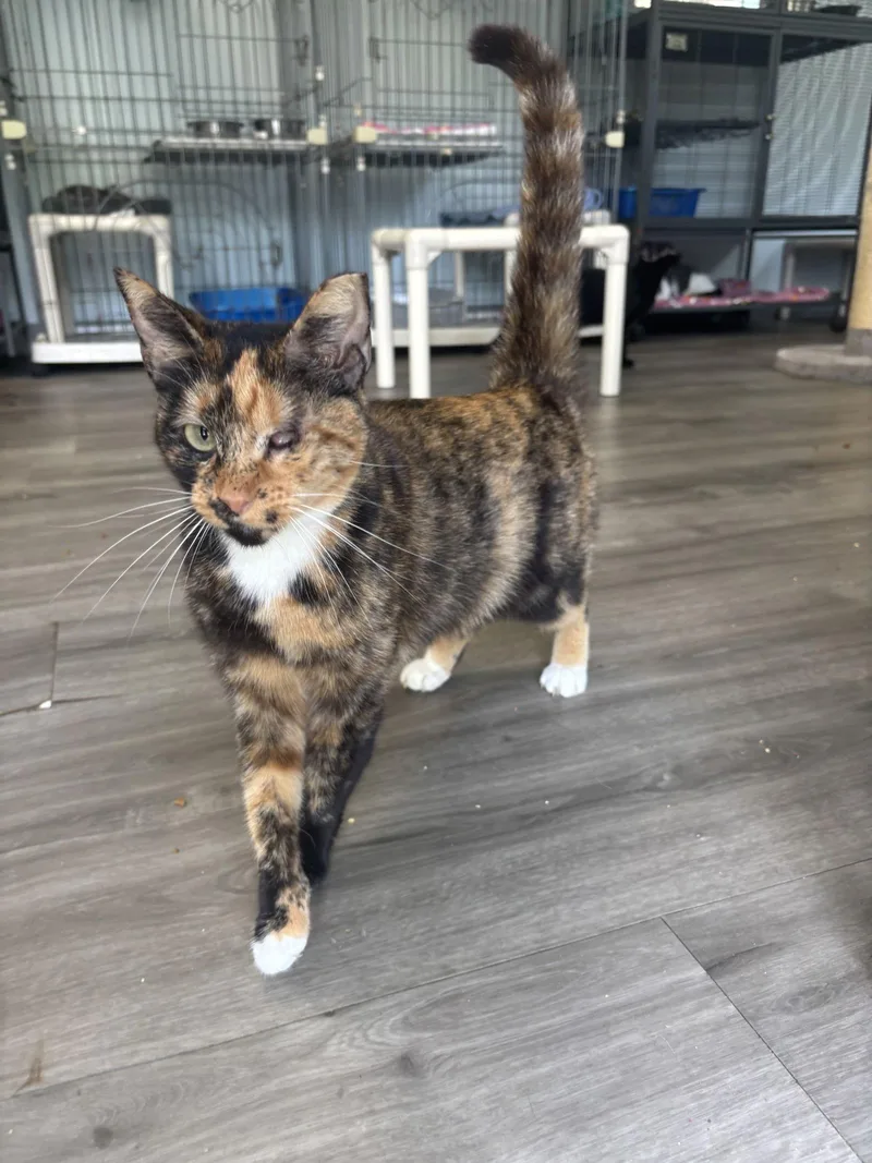 A young medium-sized female Tortoiseshell cat named Ellie Mae for adoption in Naples, FL