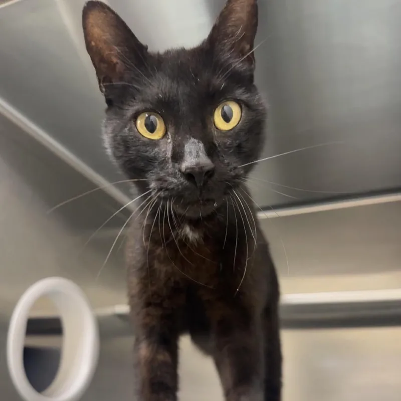 An adult medium-sized male Black Domestic Short Hair cat named Pepper for adoption in Middleburg, FL