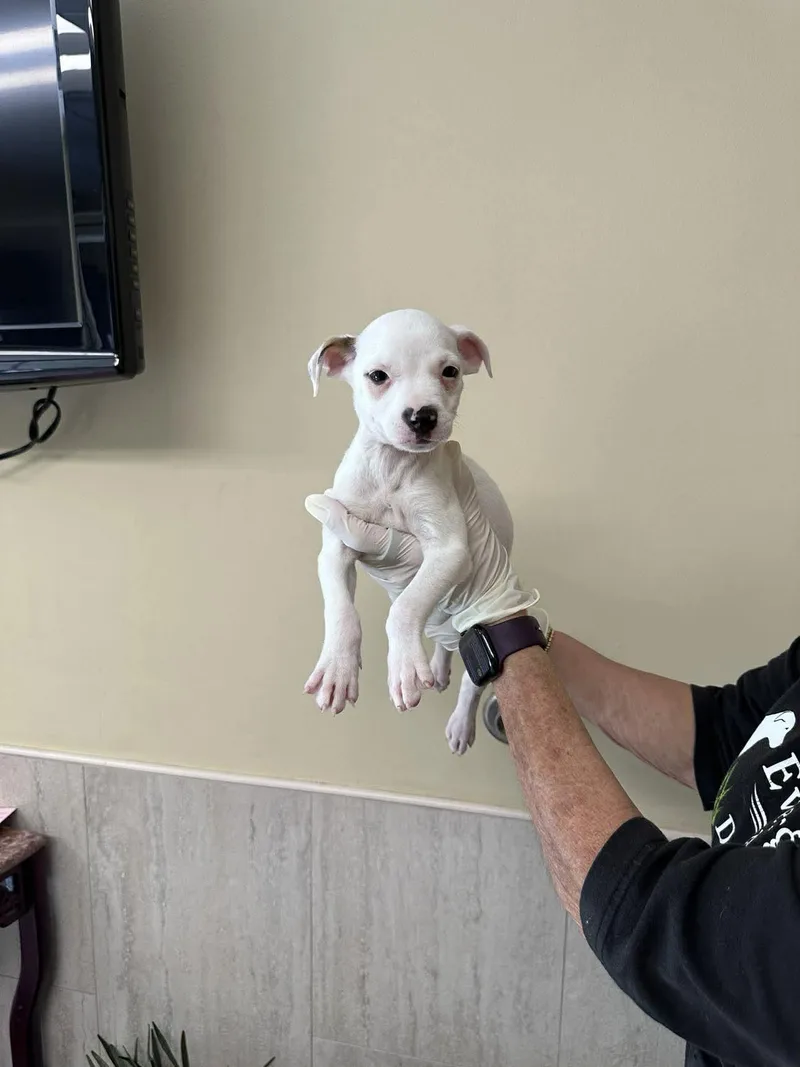 Capucine Pup Portofino