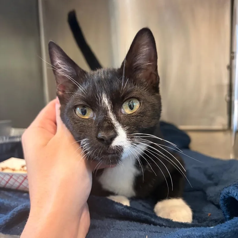 A baby small-sized female Domestic Short Hair cat named Willma for adoption in Cumming, GA