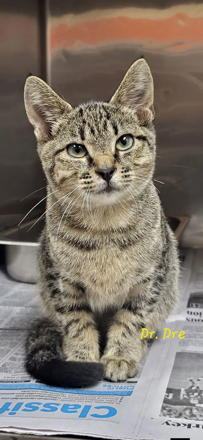 A young large-sized male Dilute Tortoiseshell Domestic Short Hair cat named Dr. Dre for adoption in Marion, MS