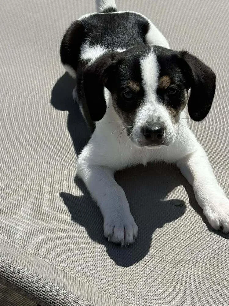 A baby small-sized female Tricolor (Brown, Black, & White) Mixed Breed dog named Mesa for adoption in Milton, DE