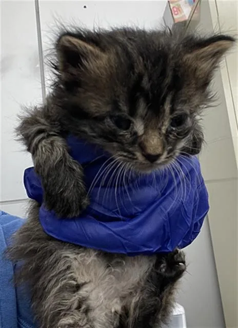 A baby medium-sized male Domestic Short Hair cat named Bits for adoption in Dallas, TX