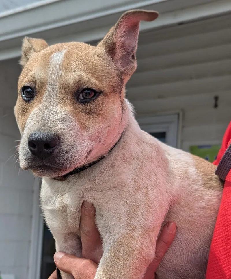 A young medium-sized male Merle (Red) Australian Cattle Dog / Blue Heeler dog named Bandit for adoption in New Windsor, NY