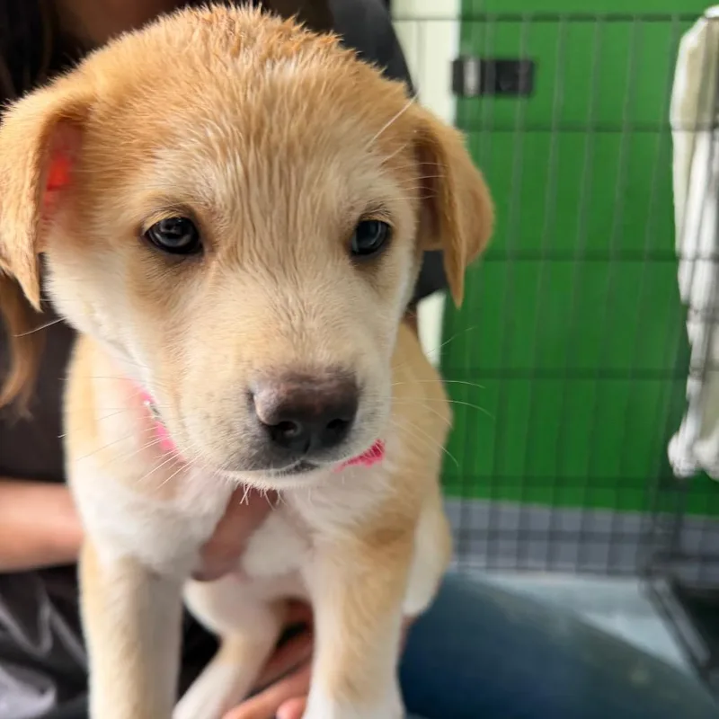 A baby large-sized female Yellow / Tan / Blond / Fawn Labrador Retriever dog named Lillipup for adoption in Kyle, TX