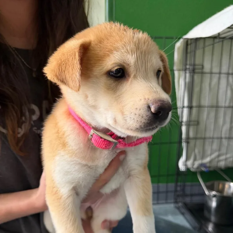 Lillipup thumbnail 2