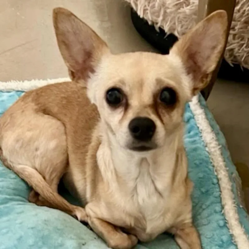 An adult small-sized female Yellow / Tan / Blond / Fawn Chihuahua dog named Bijou for adoption in Brooklyn, NY
