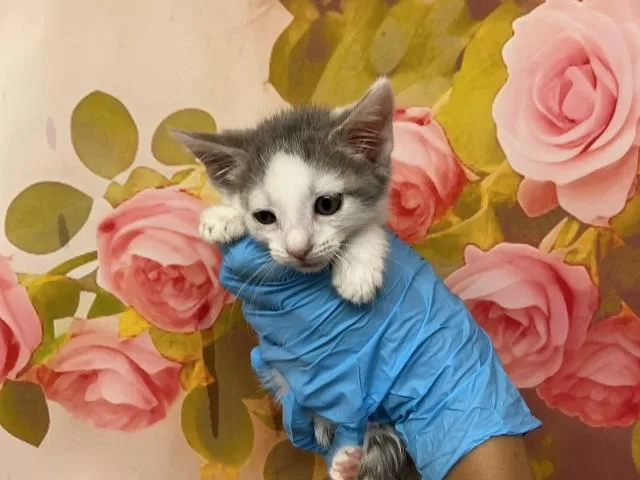 A baby small-sized female Domestic Short Hair cat named Wilamena for adoption in San Bernardino, CA