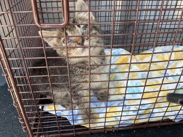 A baby small-sized male Domestic Medium Hair cat named Crusoe for adoption in Ontario, CA