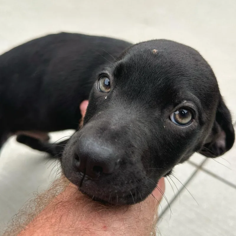 A baby small-sized male Black Labrador Retriever dog named Franklin for adoption in Matteson, IL