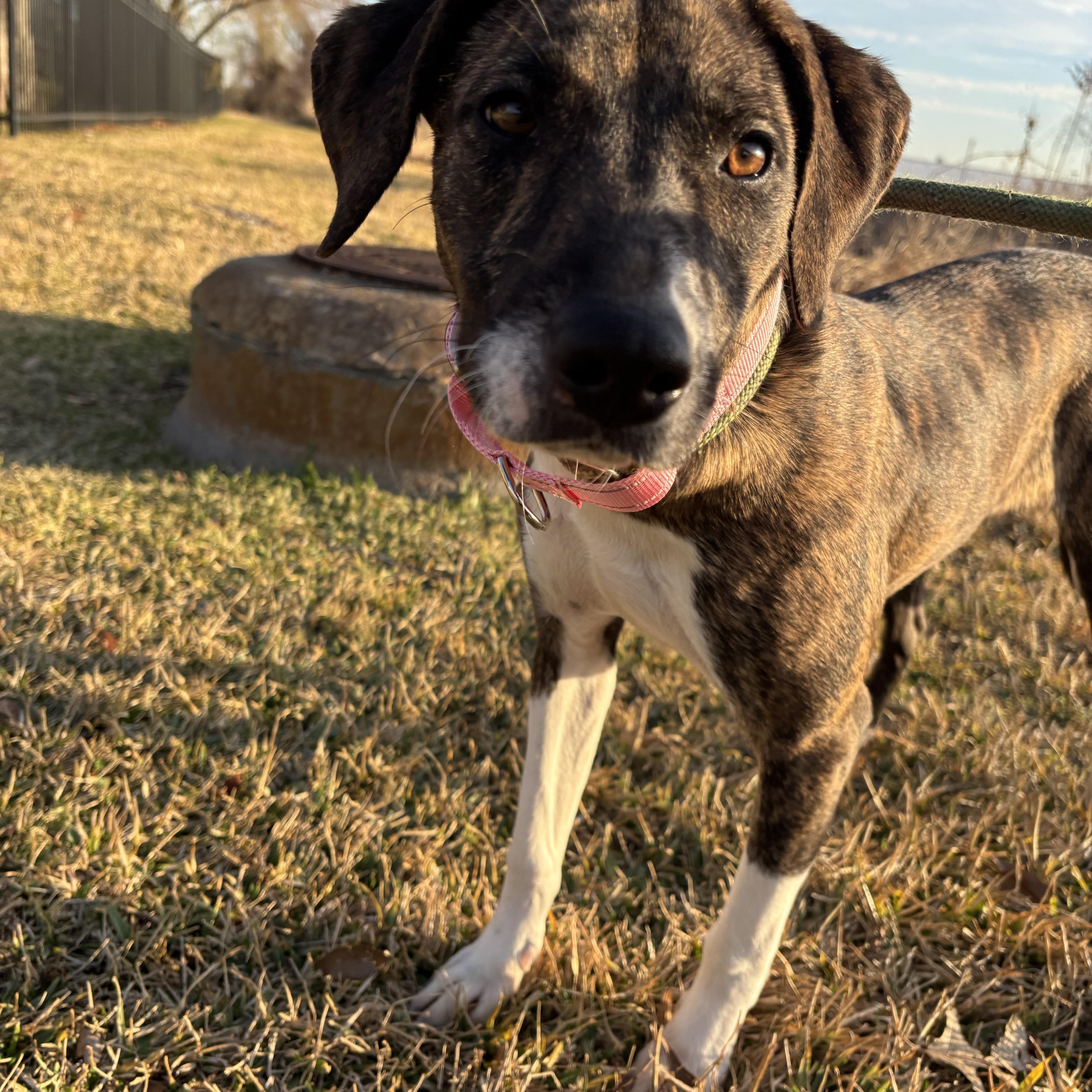 A baby small-sized female Labrador Retriever dog named Stella for adoption in Pearland, TX