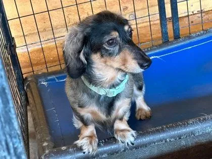 An adult small-sized female Dachshund dog named Zoe for adoption in Morton Grove, IL