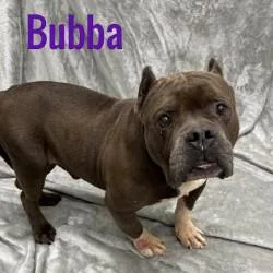Bubba