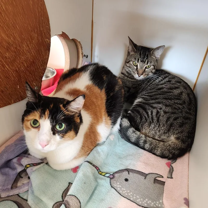 An adult large-sized female Calico Domestic Short Hair cat named Mocha for adoption in Delaware, OH