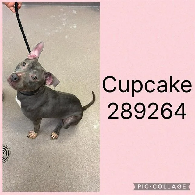 An adult medium-sized female Mixed Breed dog named Cupcake for adoption in Macon, GA