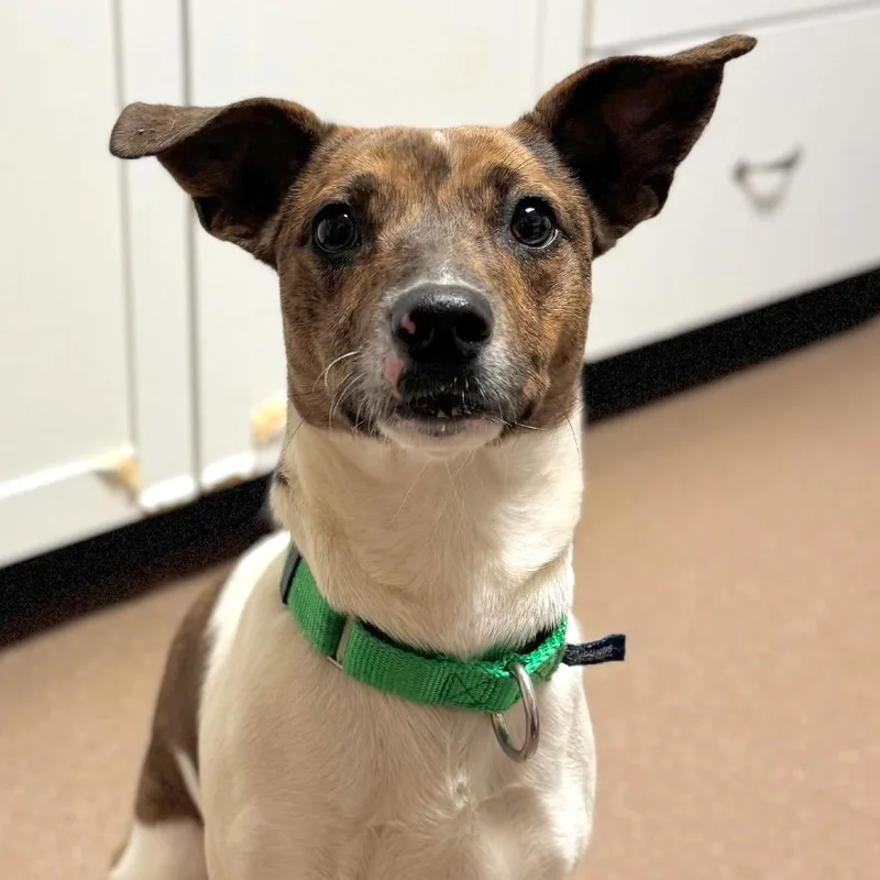 A young small-sized female White / Cream Mixed Breed dog named Hibiscus for adoption in Hendersonville, NC