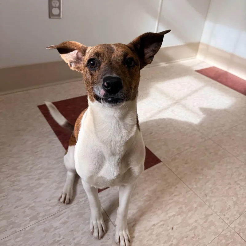 Hibiscus thumbnail 2